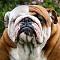 ΒULLDOG